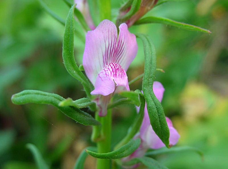 Misopates orontium / Gallinetta comune